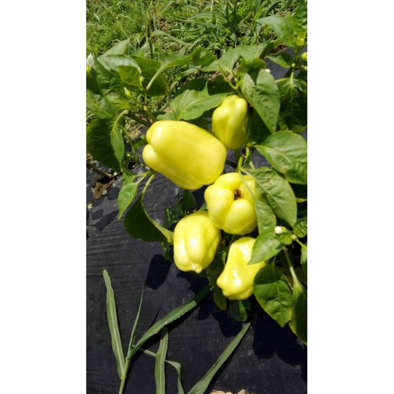 Paprika Babura Cijena Akcija